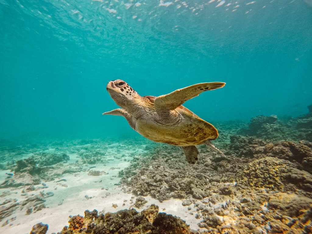 Daymaniyat Islands